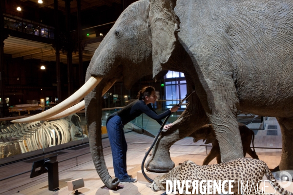 Atelier de taxidermie du Muséeum d histoire naturelle