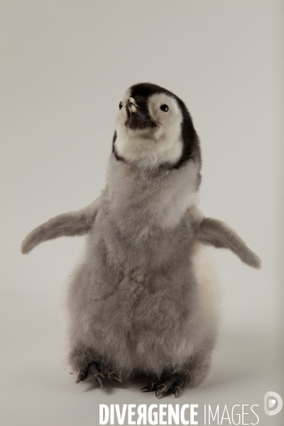 Atelier de taxidermie du Muséeum d histoire naturelle