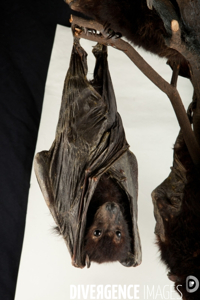 Atelier de taxidermie du Muséeum d histoire naturelle