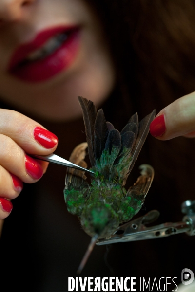 Atelier de taxidermie du Muséeum d histoire naturelle