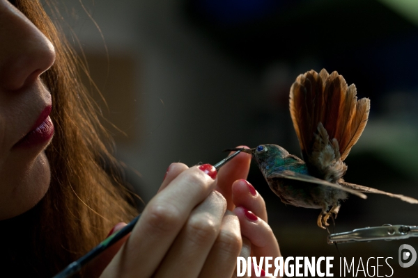 Atelier de taxidermie du Muséeum d histoire naturelle