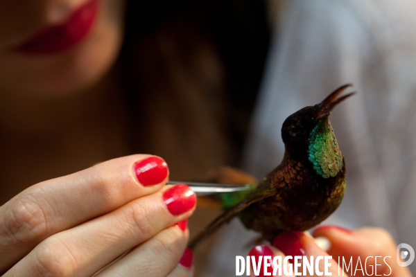 Atelier de taxidermie du Muséeum d histoire naturelle