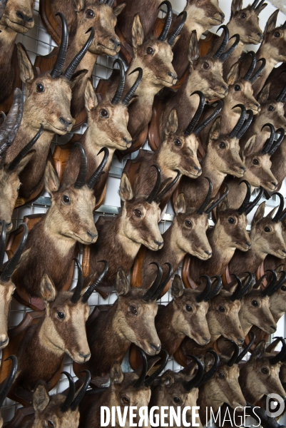 Atelier de taxidermie du Muséeum d histoire naturelle