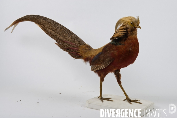 Atelier de taxidermie du Muséeum d histoire naturelle