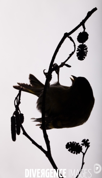 Atelier de taxidermie du Muséeum d histoire naturelle