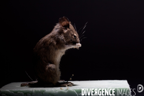 Atelier de taxidermie du Muséeum d histoire naturelle