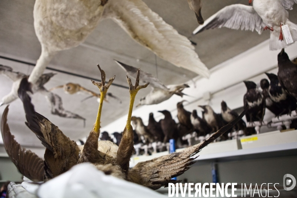 Atelier de taxidermie du Muséeum d histoire naturelle