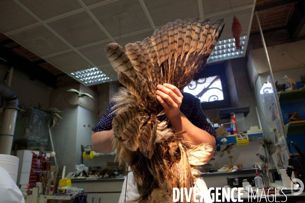 Atelier de taxidermie du Muséeum d histoire naturelle