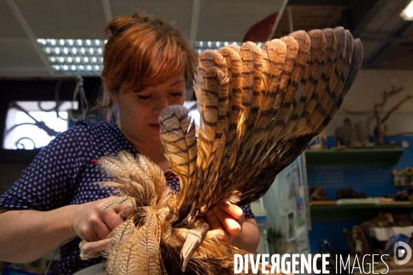 Atelier de taxidermie du Muséeum d histoire naturelle