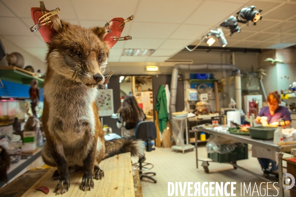 Atelier de taxidermie du Muséeum d histoire naturelle