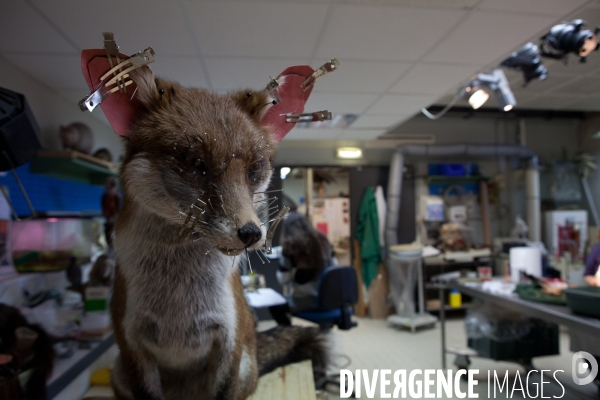 Atelier de taxidermie du Muséeum d histoire naturelle