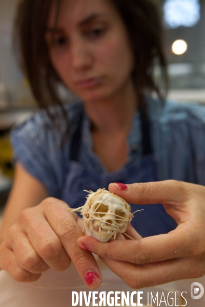 Atelier de taxidermie du Muséeum d histoire naturelle