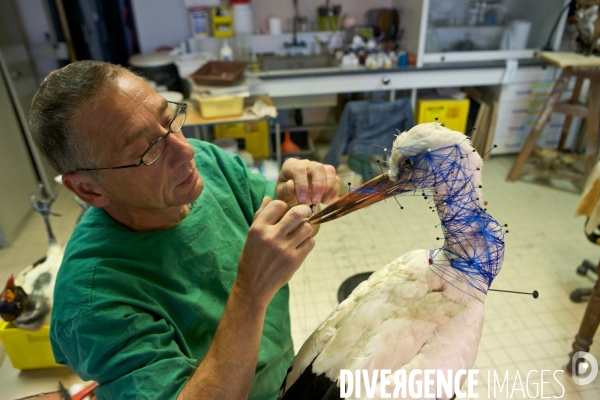 Atelier de taxidermie du Muséeum d histoire naturelle