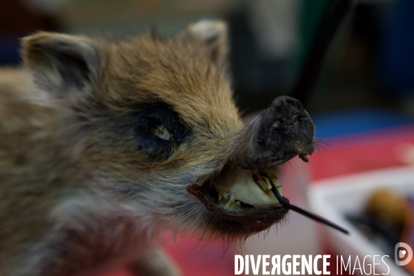 Atelier de taxidermie du Muséeum d histoire naturelle