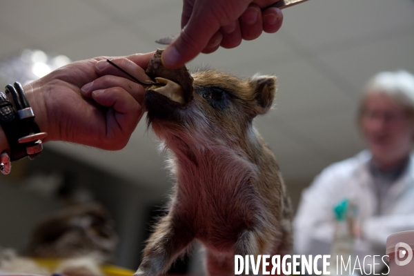 Atelier de taxidermie du Muséeum d histoire naturelle