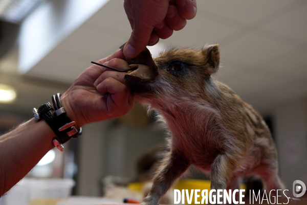 Atelier de taxidermie du Muséeum d histoire naturelle