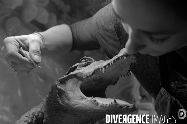 Atelier de taxidermie du Muséeum d histoire naturelle