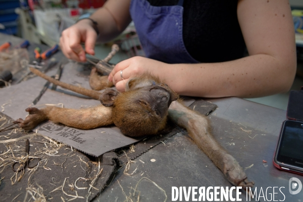 Atelier de taxidermie du Muséeum d histoire naturelle