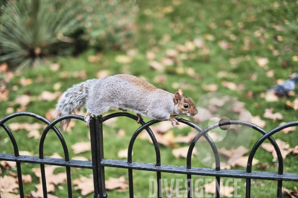 St James s Park à Londres