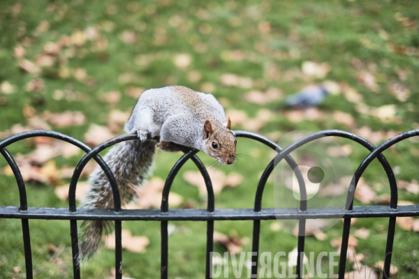 St James s Park à Londres