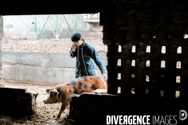 Elevage de porcs rustiques en agriculture bio en Lorraine