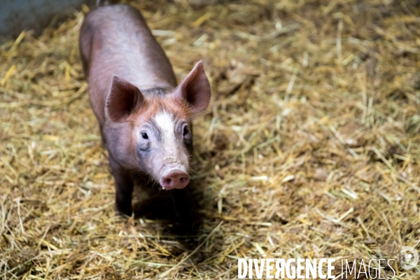 Elevage de porcs rustiques en agriculture bio en Lorraine