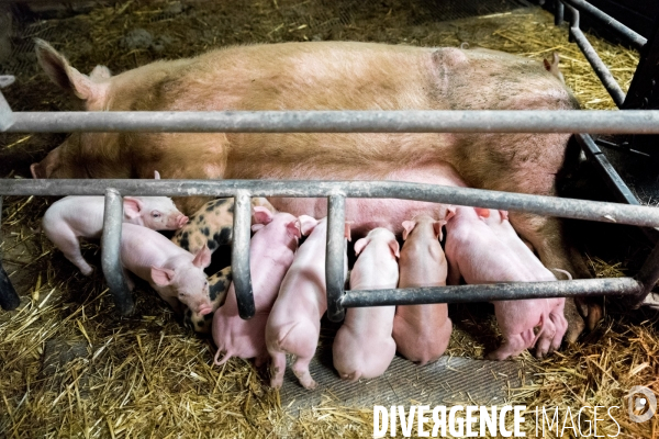 Elevage de porcs rustiques en agriculture bio en Lorraine