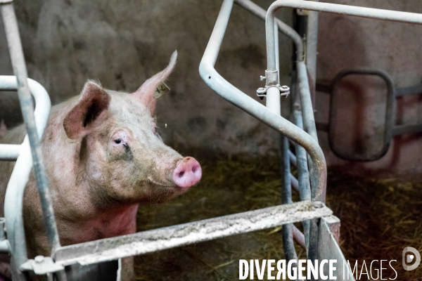 Elevage de porcs rustiques en agriculture bio en Lorraine