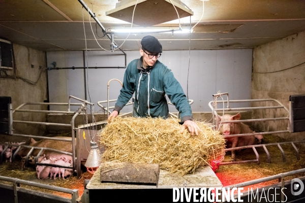 Elevage de porcs rustiques en agriculture bio en Lorraine