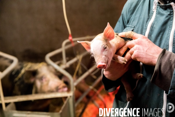 Elevage de porcs rustiques en agriculture bio en Lorraine