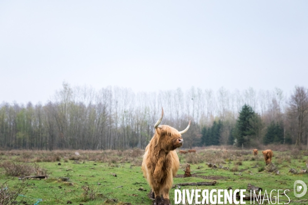 Elevage de vaches highlands en Lorraine