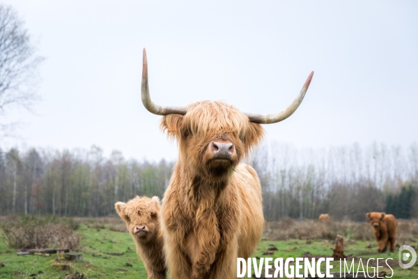 Elevage de vaches highlands en Lorraine