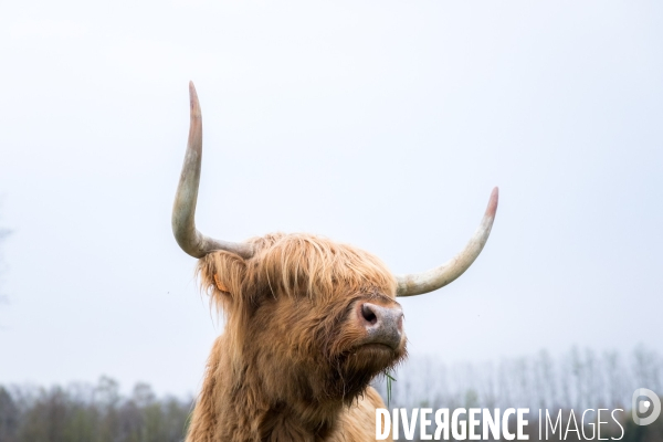 Elevage de vaches highlands en Lorraine