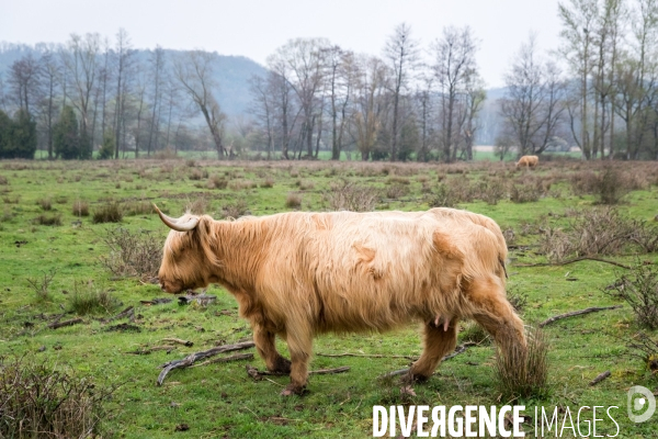 Elevage de vaches highlands en Lorraine