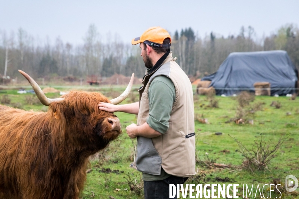 Elevage de vaches highlands en Lorraine