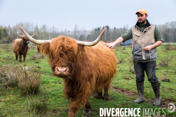 Elevage de vaches highlands en Lorraine