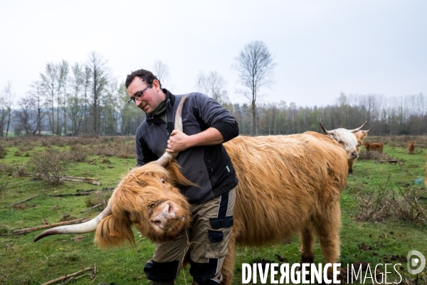 Elevage de vaches highlands en Lorraine