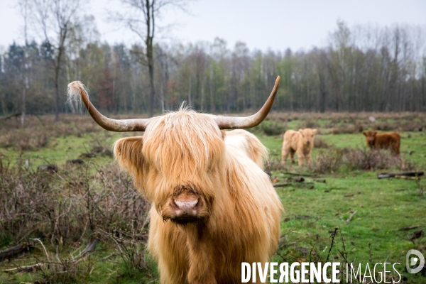 Elevage de vaches highlands en Lorraine