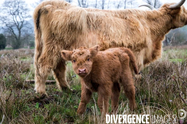 Elevage de vaches highlands en Lorraine