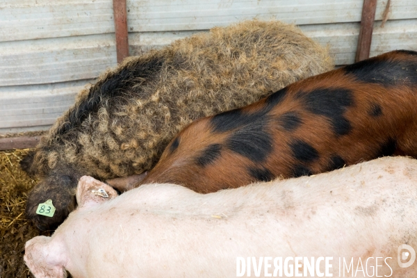 Elevage de porcs rustiques en agriculture bio en Lorraine