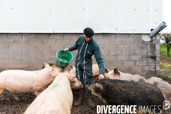 Elevage de porcs rustiques en agriculture bio en Lorraine