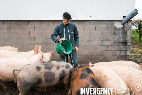 Elevage de porcs rustiques en agriculture bio en Lorraine