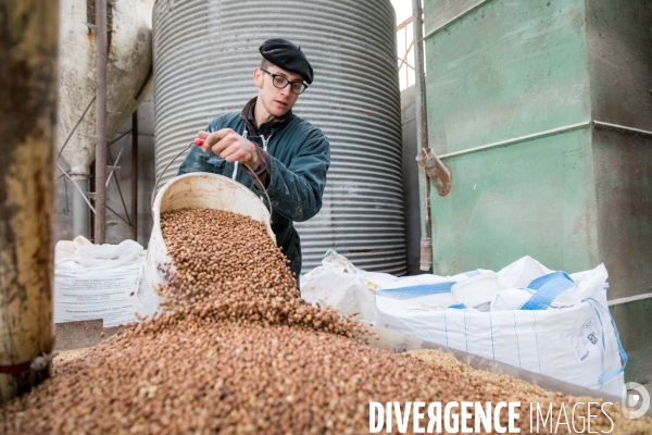 Elevage de porcs rustiques en agriculture bio en Lorraine