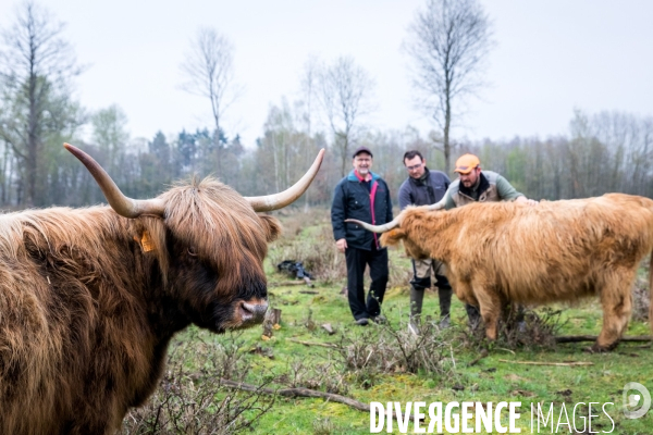 Elevage de vaches highlands en Lorraine