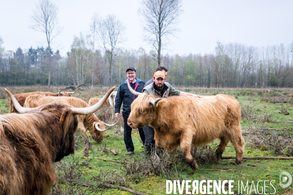 Elevage de vaches highlands en Lorraine