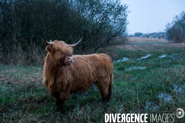 Elevage de vaches highlands en Lorraine