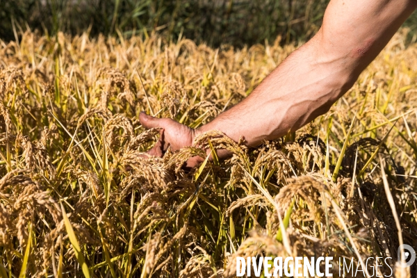 Récolte de riz dans l Aude