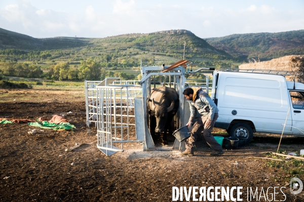 Producteur de mozzarella en Occitanie
