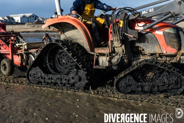 Elevage de coques au Croisic