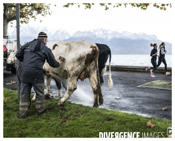 Riviera Vaudoise #16
